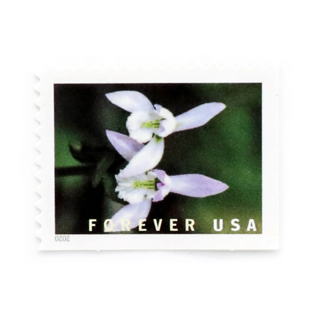 product_image_1767477238 U.S. 2021 Wild Orchids Framed Forever Stamps
